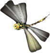 Samurai Code Libelle Symbol