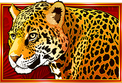 Congo Cash XL Leoparden-Symbol